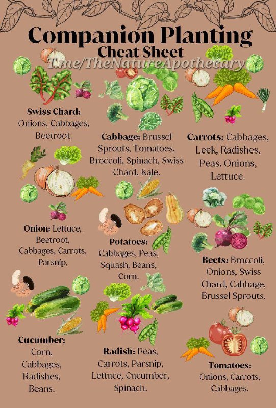 Companion planting cheat sheet