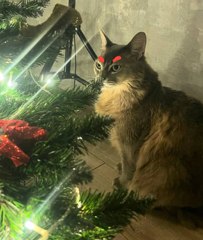 Боженька Кошенька