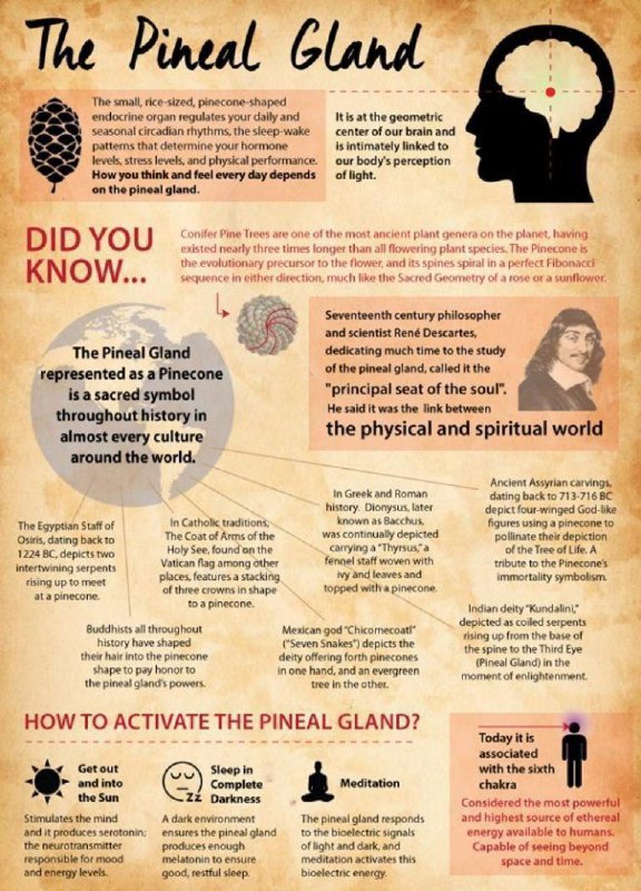 The Pineal Gland.