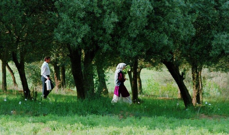 زیر درختان زیتون (۱۳۷۲)