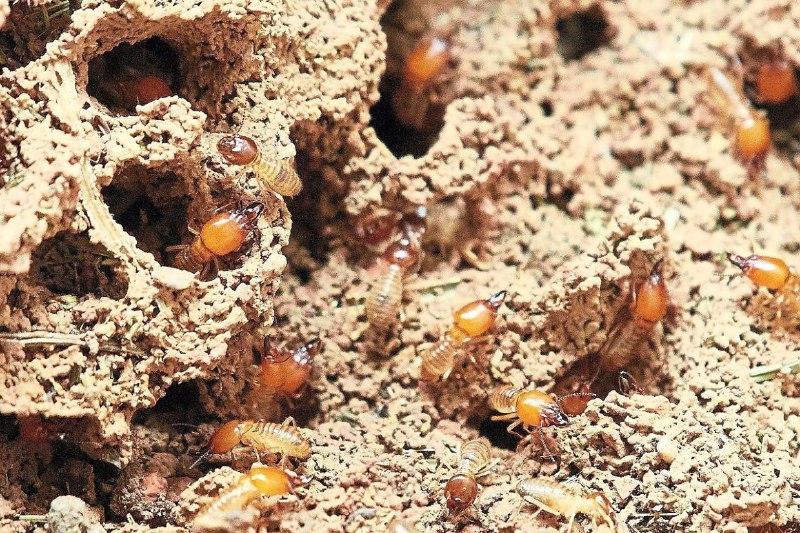 QuickCheck: Did termites eat through a woman's savings as seen in a viral video?