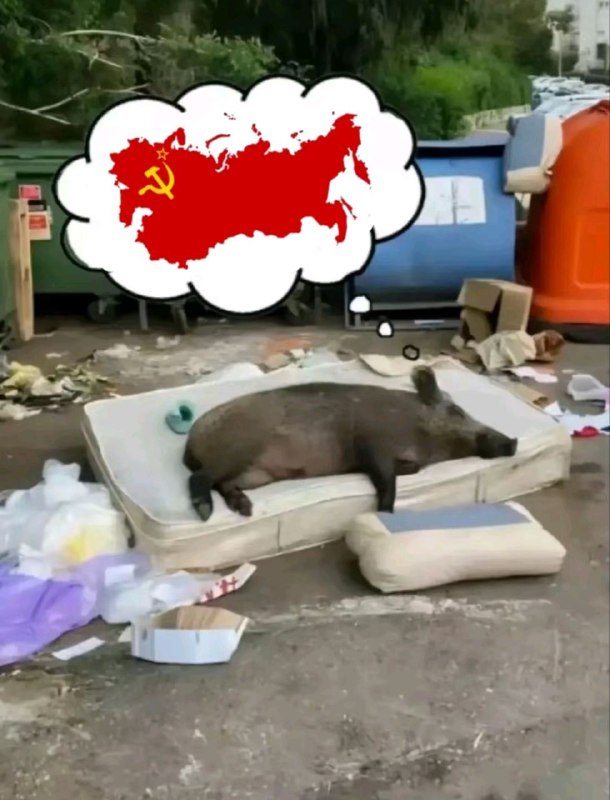 **POV: Русофил спи*****😴******🐖***