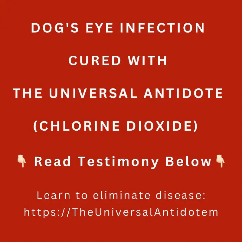 DOG'S EYE INFECTION CURED WITH THE …