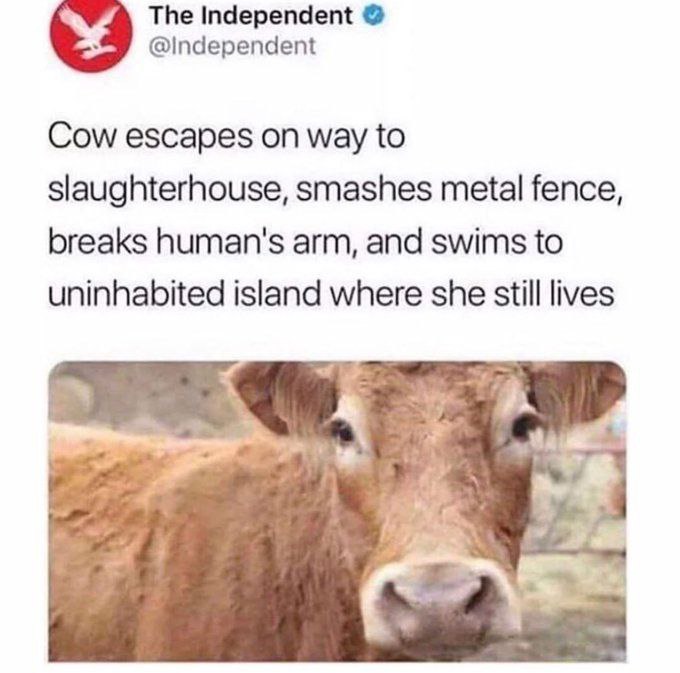 Ungovernable cow