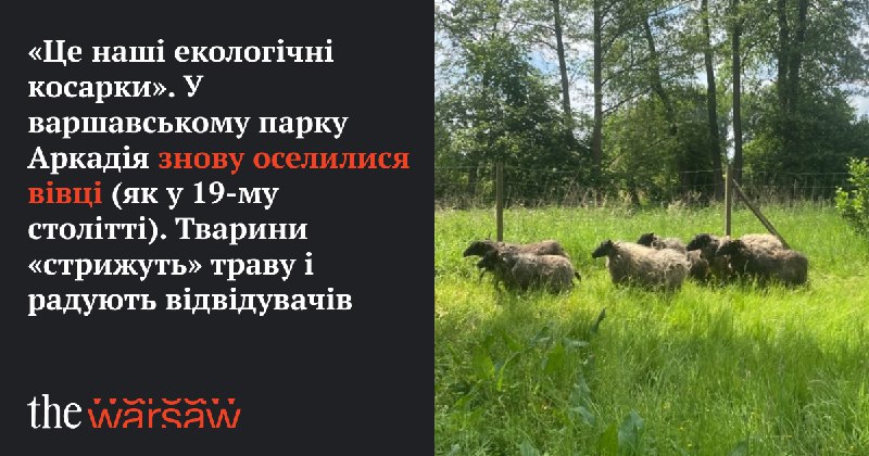 ***🐑******❤️*** У варшавському парку Аркадія, частині Музею в Неборуві та Аркадії, працює стадо овець породи вжосувка. Це відсилання до традиції …