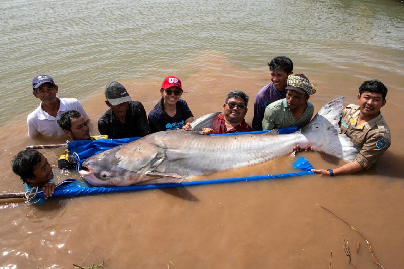 អ្នកស្រាវជ្រាវ ​លែង«ត្រីរាជ»​ ៤ក្បាលទៀត ចូលបឹងធម្មជាតិវិញ