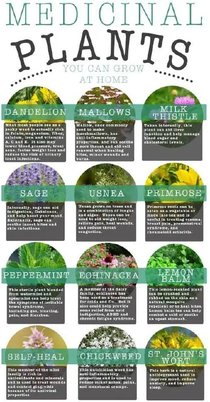 **Plants you can grow at your …