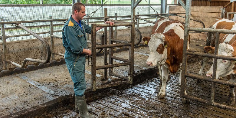 Aus für Vollspaltenboden: Trifft es jetzt …