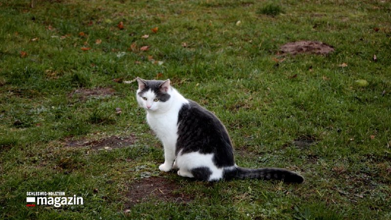 Diskussion um Jäger, die freilaufende Hauskatzen …