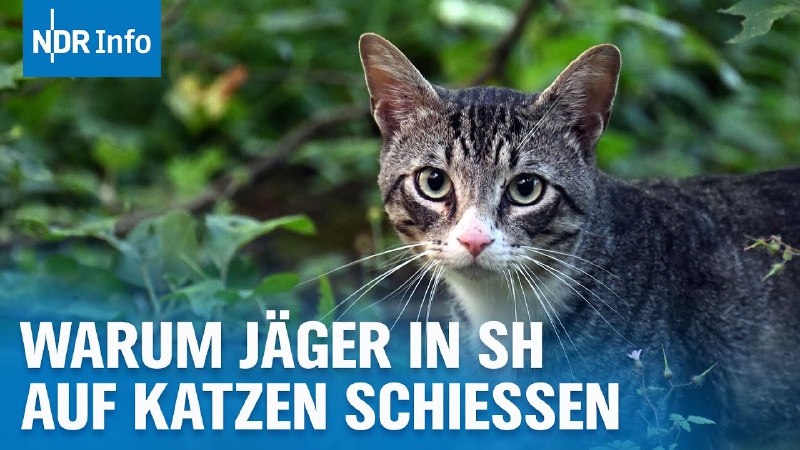 Jagd auf Hauskatzen: Dürfen Jäger freilaufende …