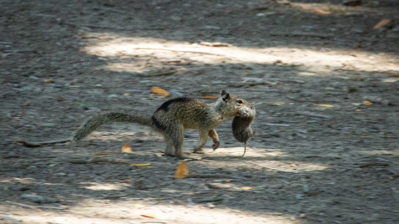 Ernährung: Dunkle Seite der Erdhörnchen enthüllt …