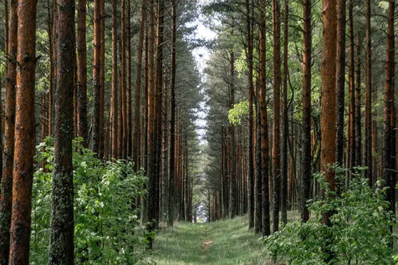 РУКИ ЖУБИЛЕРА