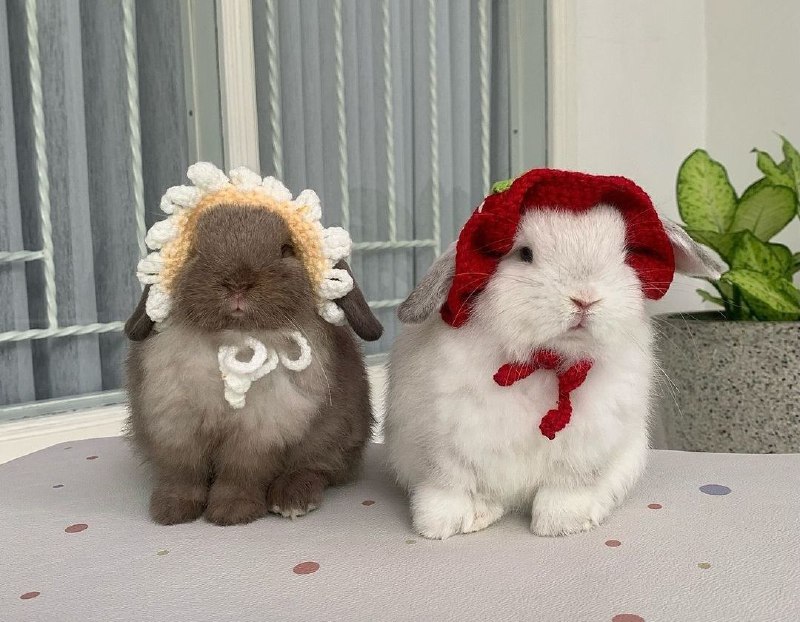 ***🐰*** • [#bunny](?q=%23bunny) [#photo](?q=%23photo) ! ♡