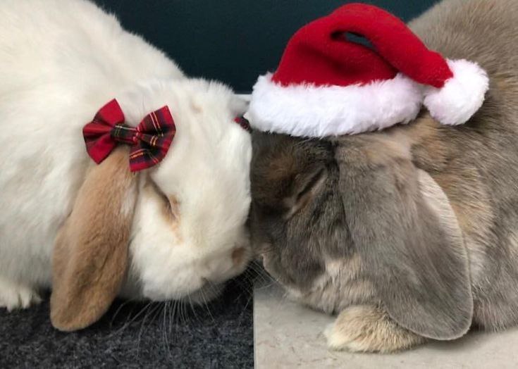 ***🐰*** • [#bunny](?q=%23bunny) [#photo](?q=%23photo) ! ♡