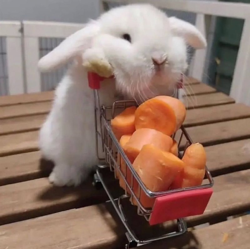 ***🐰*** • [#bunny](?q=%23bunny) [#photo](?q=%23photo) ! ♡