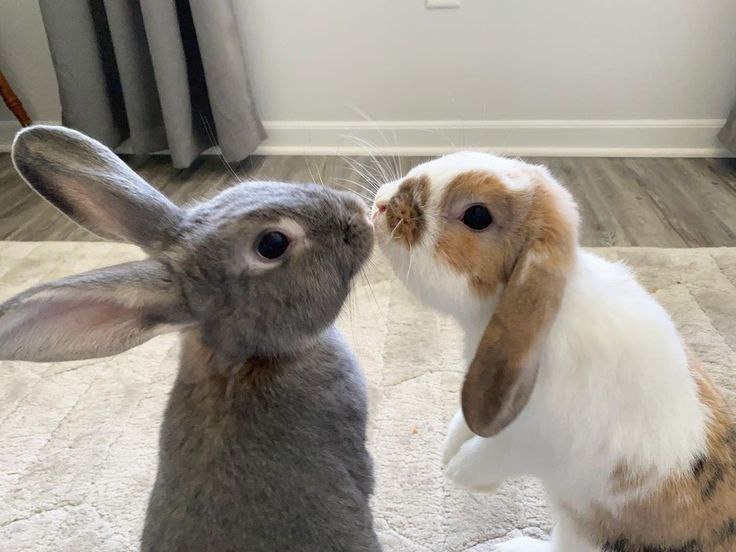 ***🐰*** • [#bunny](?q=%23bunny) [#photo](?q=%23photo) ! ♡