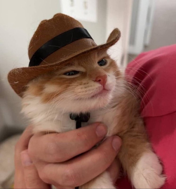 meowdy, pardner