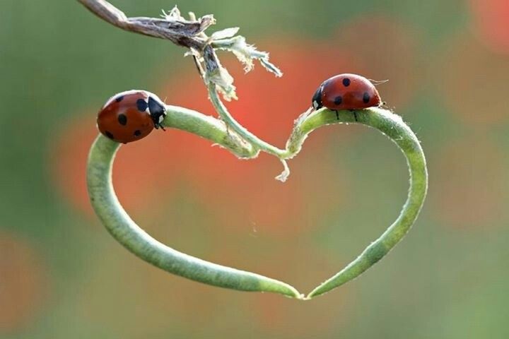 Viel LIEBE &amp; doppeltes GLÜCK