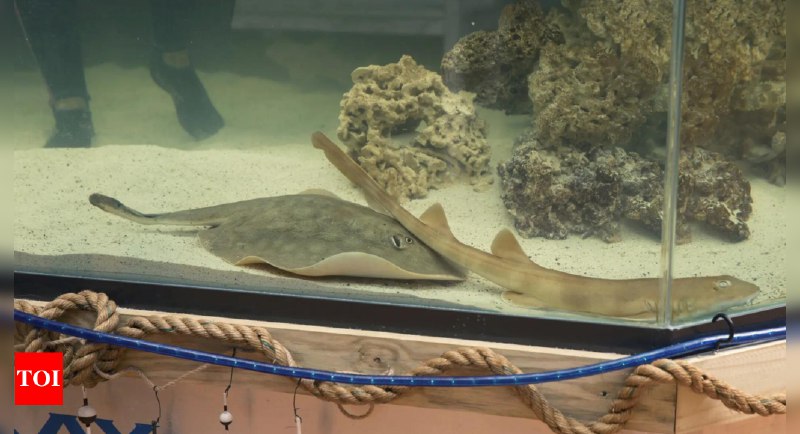 **US stingray Charlotte, who got pregnant without male mate, dies**