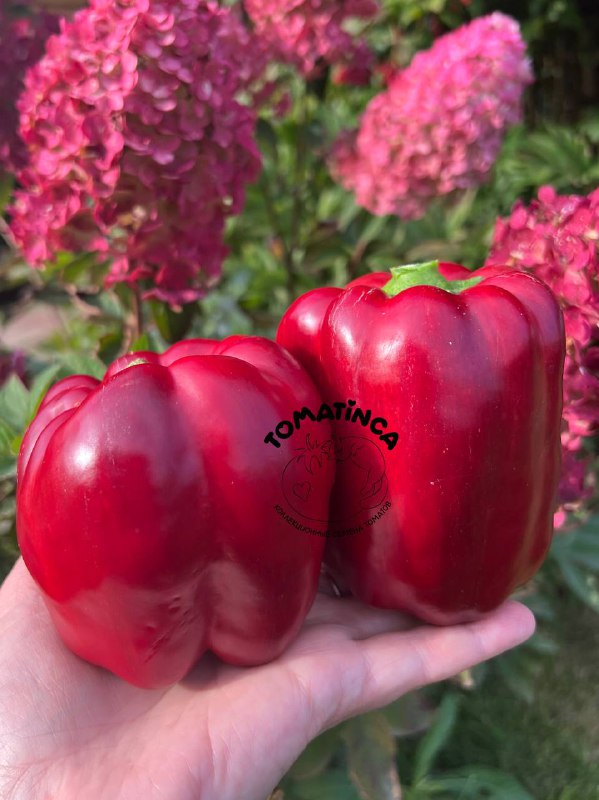 Tomatinca