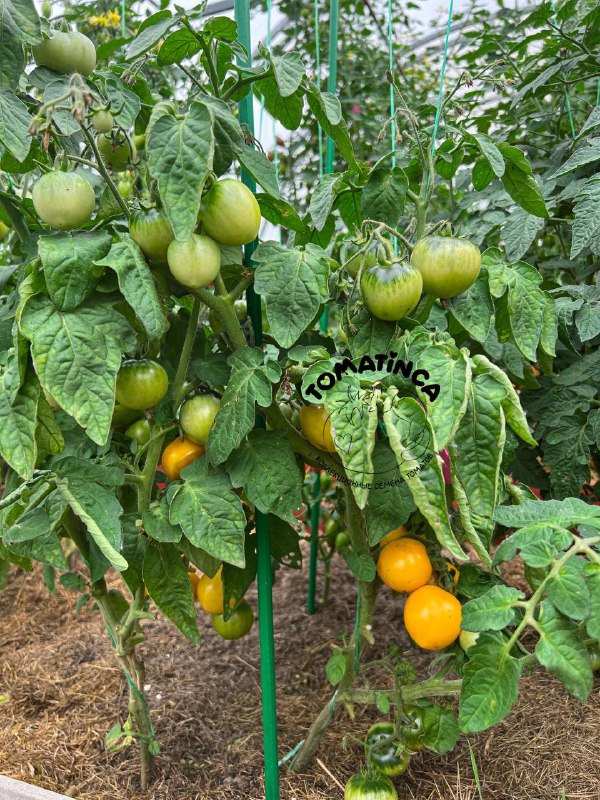 Tomatinca