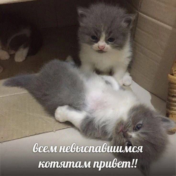 КОТЯТА-НЕВДУПЛЯТА