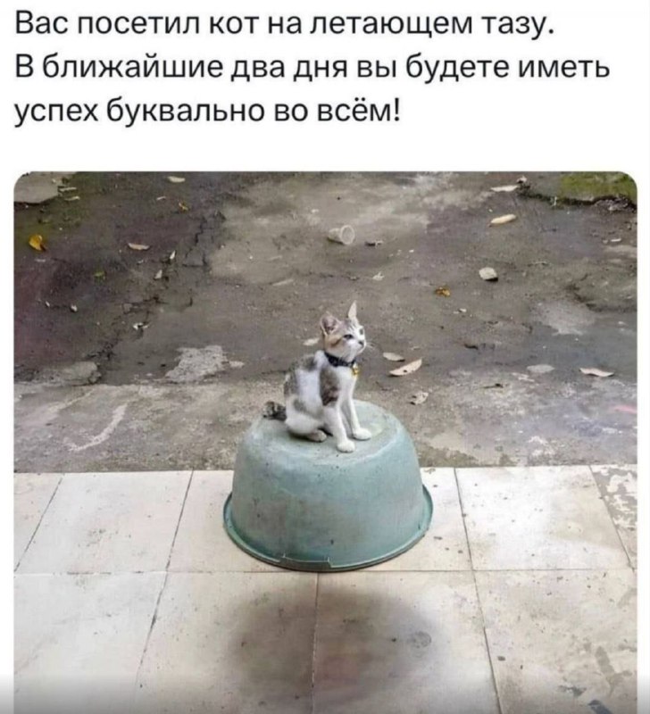 КОТЯТА-НЕВДУПЛЯТА