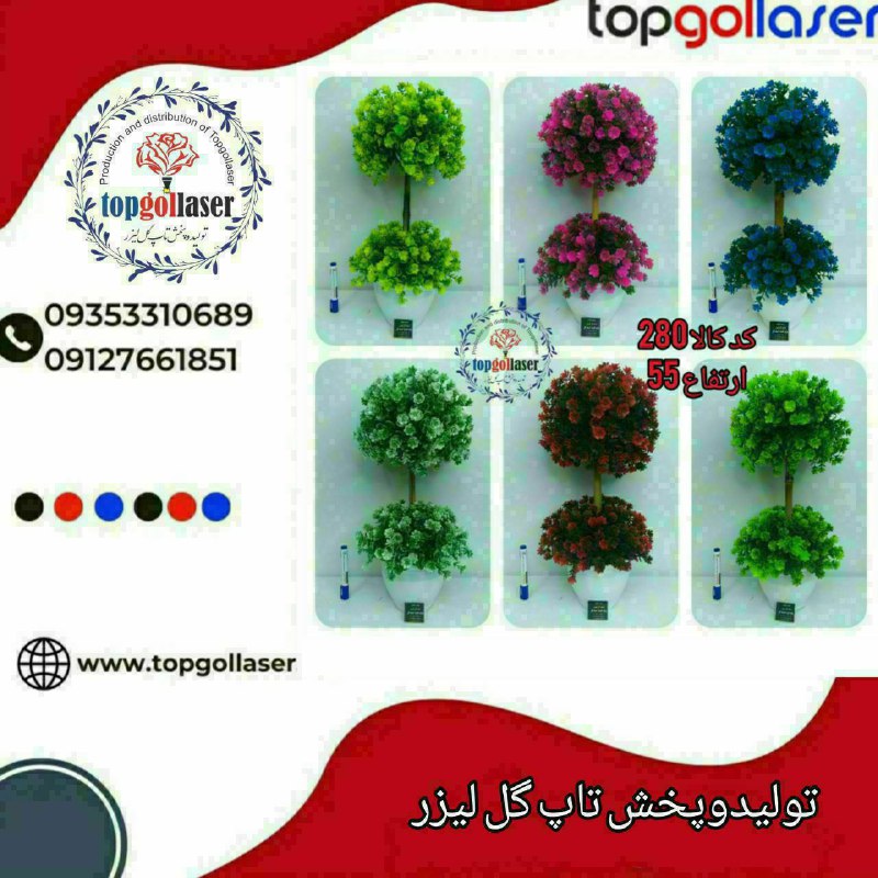 ***?***نام محصول : درختچه کنجي شمشاد …