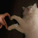 تم نقل القناه