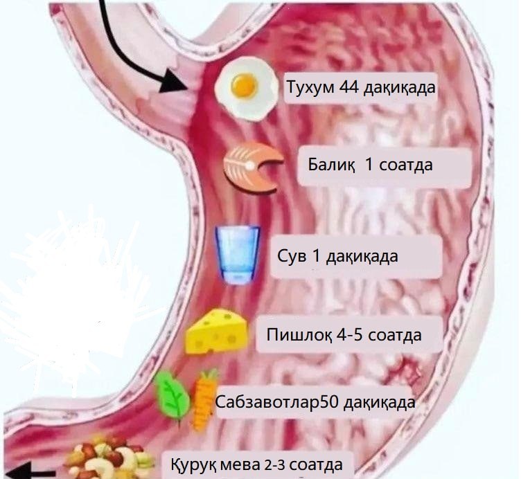 ***⏰*****Баъзи маҳсулотларнинг ҳазм бўлиш вақти.**• Тухум …