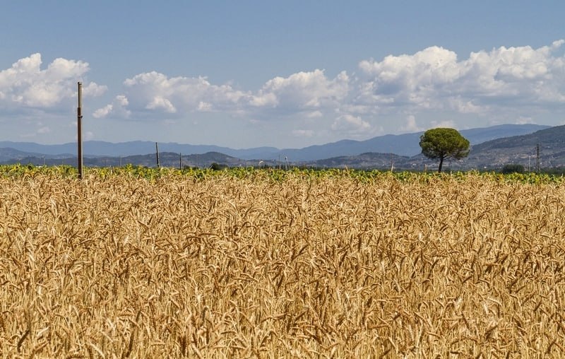 Meno chimica nei campi, un bando …