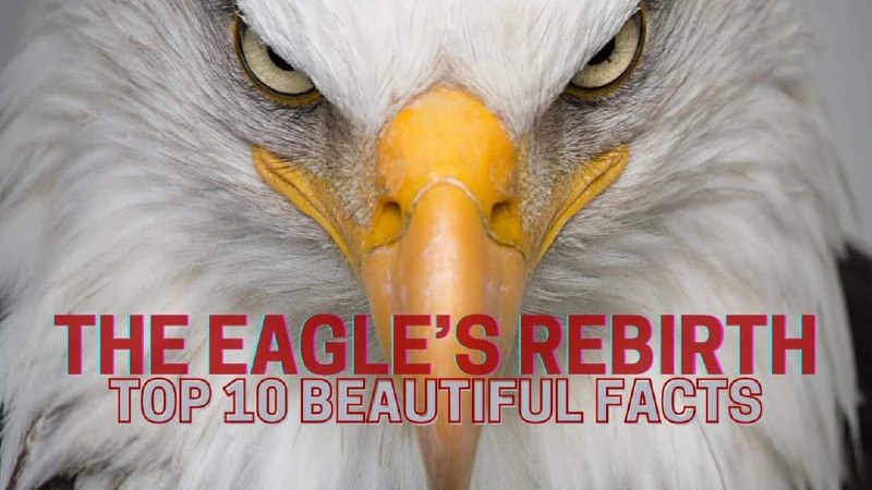 REBIRTH OF AN EAGLE