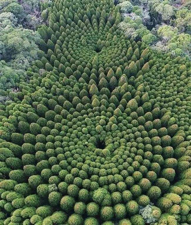 In der Präfektur Miyazaki im Süden …
