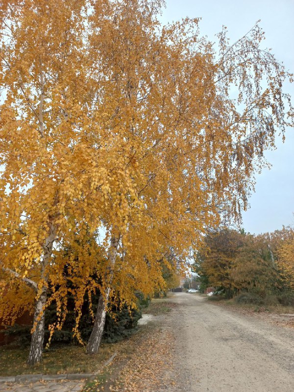 Последние жёлтые листочки и цветочки и …