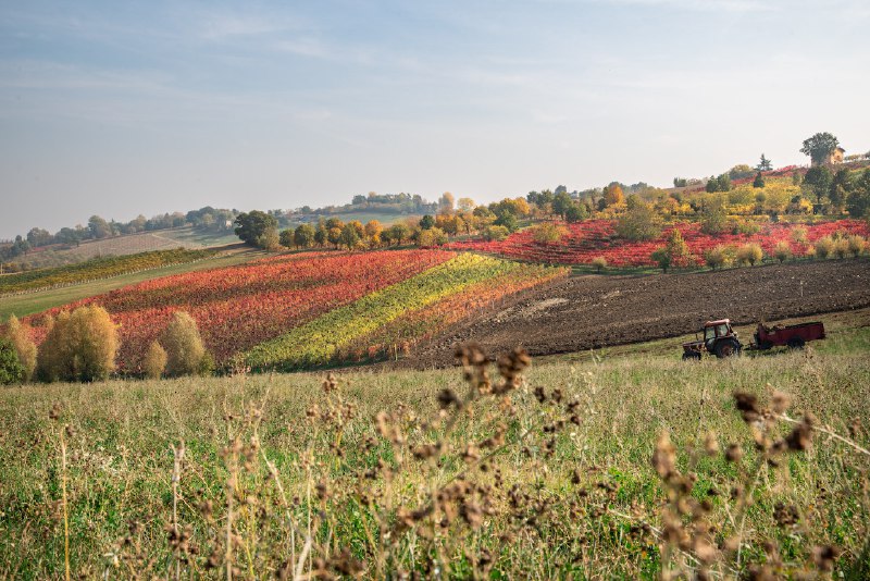 ***🆕*** **Questione di gusti. Il rosato …