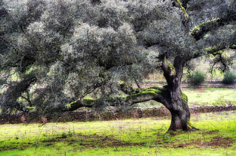 **Una ruta por Extremadura que te …