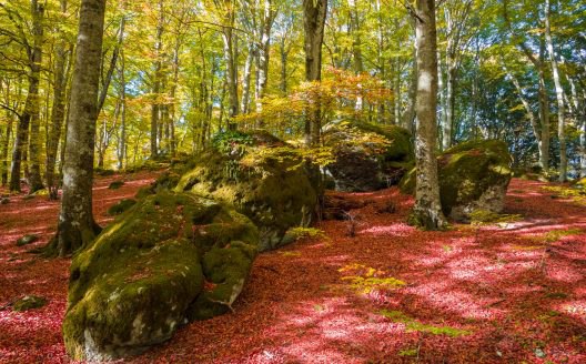 ***🍂******🌄*** Boschi e foreste Patrimonio dell'Umanità, …