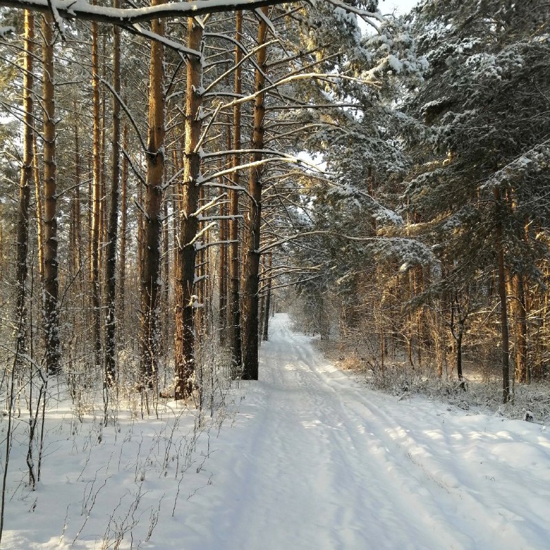 Серия забегов Trend run series 2025