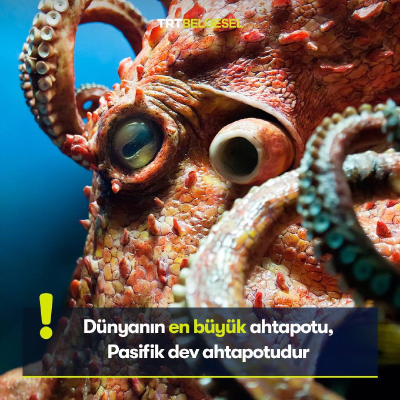 ***🐙*** Zekası ve kamuflaj yeteneğiyle tanınan …