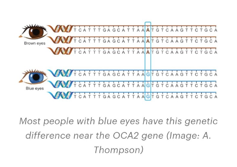 [Як з'явилися блакитні очі.](https://www.thetech.org/ask-a-geneticist/articles/2023/do-all-blue-eyed-people-share-a-common-ancestor/)