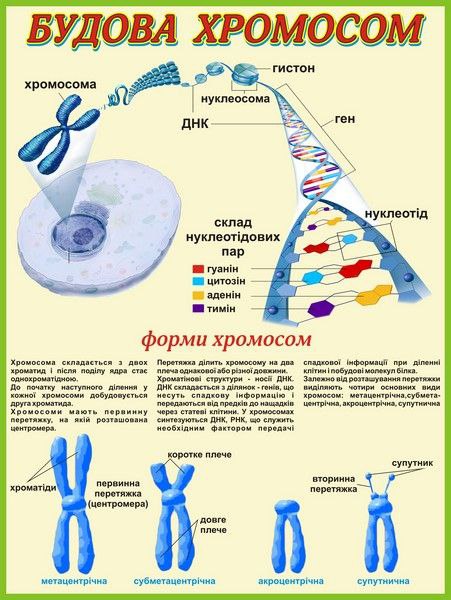 ЦІКАВІ ФАКТИ