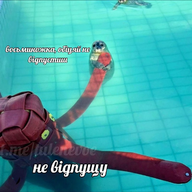 △✙🦭🦭🦭тюленєвоє🦭🦭🦭