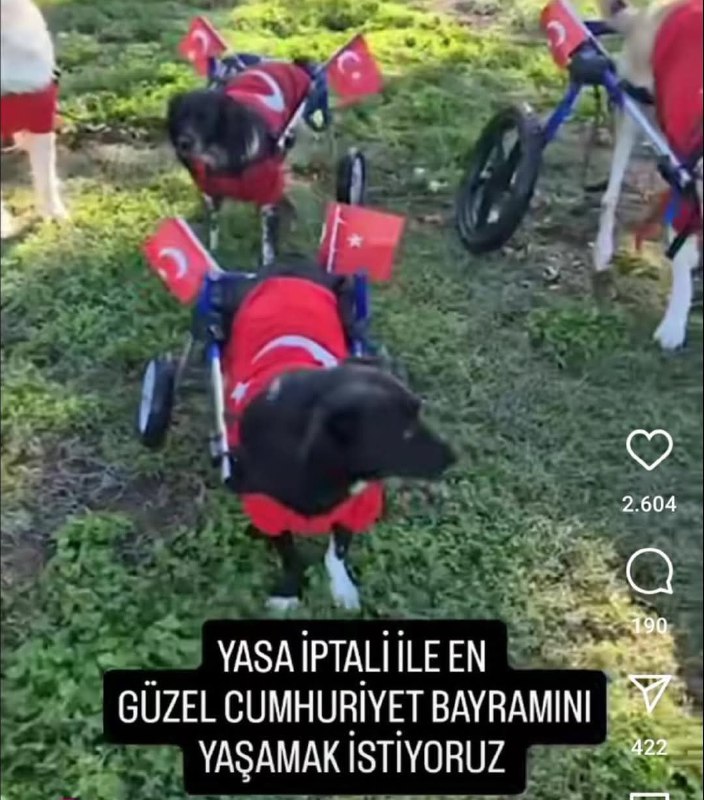 Turkish Shitposting