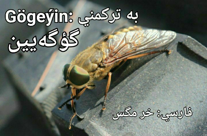 تورکمنچه
