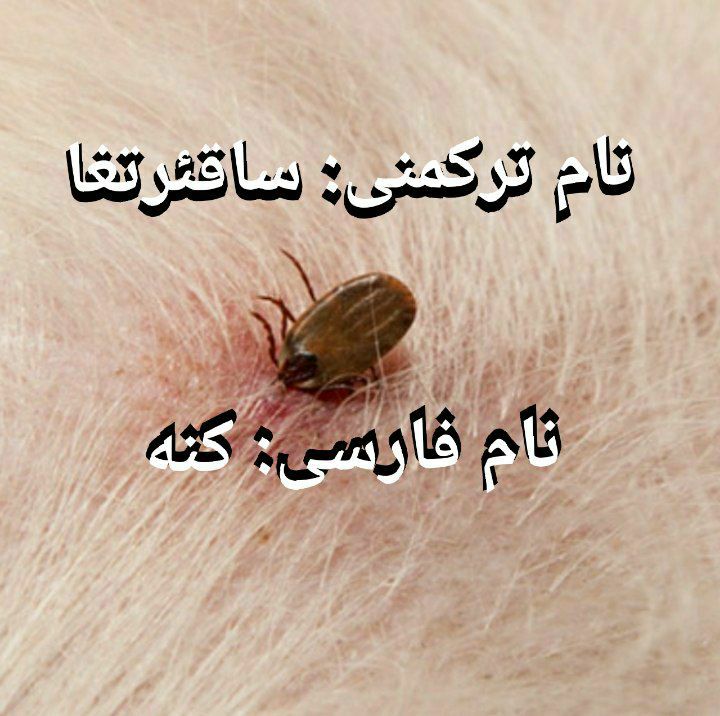 نام ترکمنی : ساقئرتغا