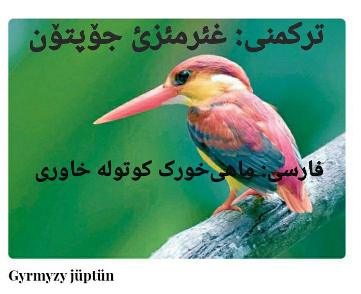 نام ترکمنی: غئرمئزئ جۆپتۆن