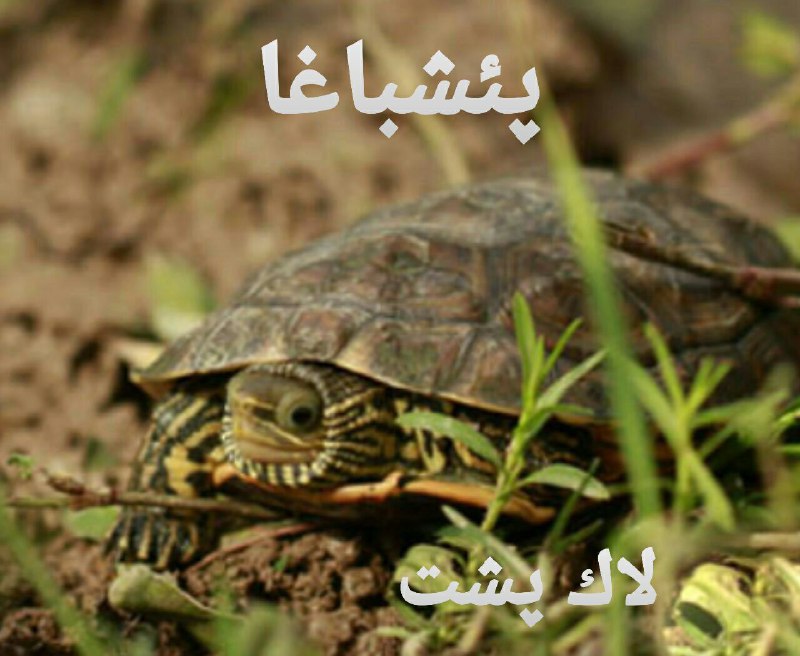 نام ترکمنی： پئشباغا