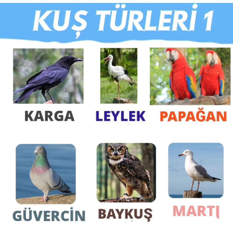 Kuş türleri