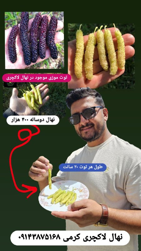 توت ۲۰ سانتی موزی...