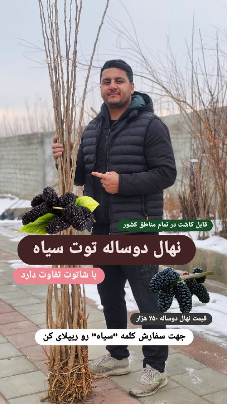 نمونه نهال توت سیاه در دفتر …